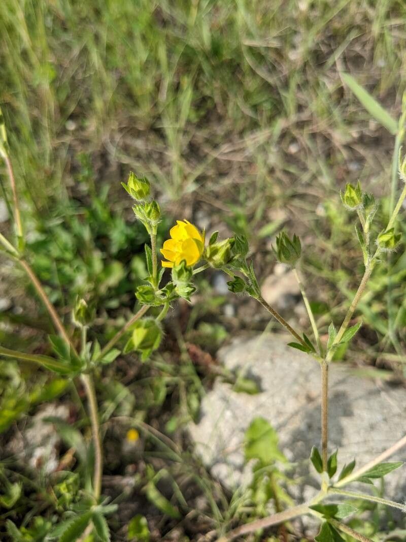 Potentilla gracilis leaf