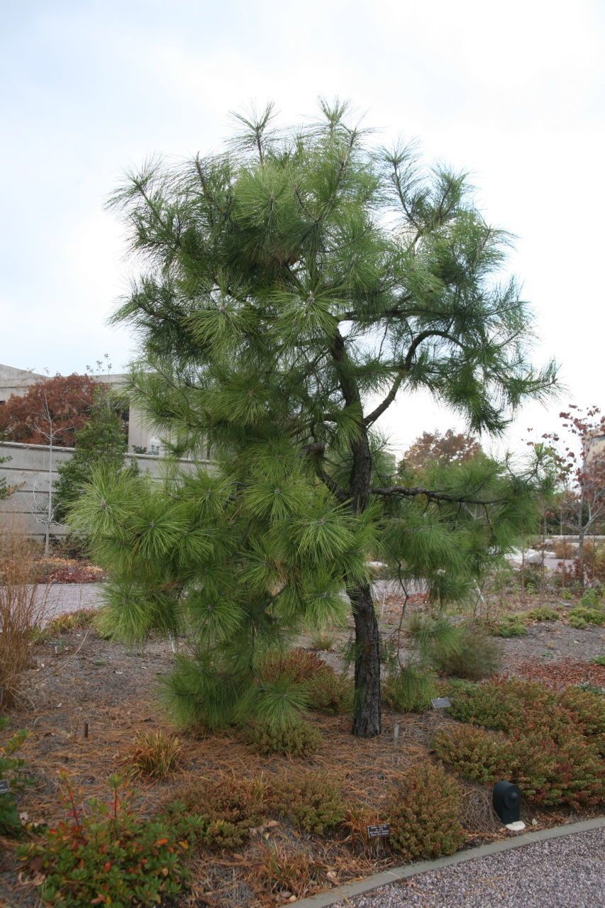 Pinus serotina habit