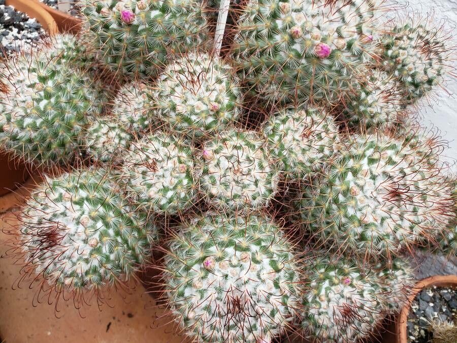 Mammillaria bombycina habit