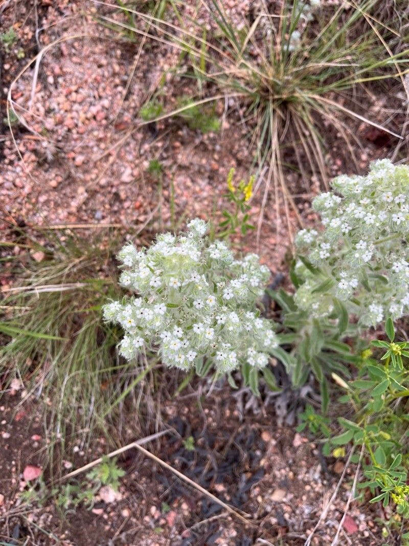 Oreocarya thyrsiflora flower