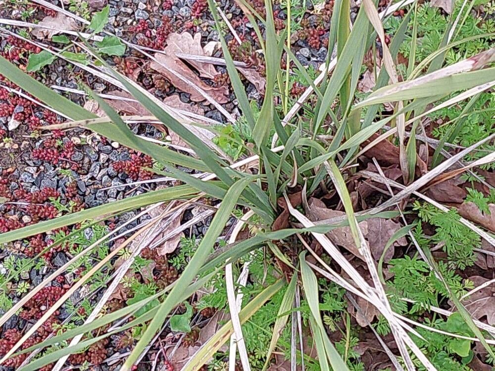 Dierama robustum — search result for 'Dierama'