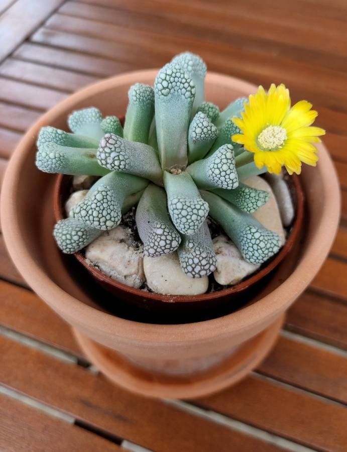 Titanopsis primosii flower