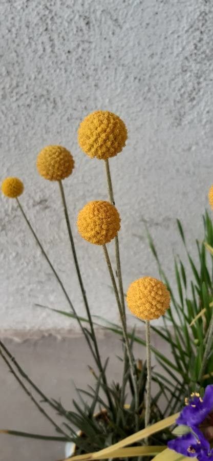 Pycnosorus globosus flower