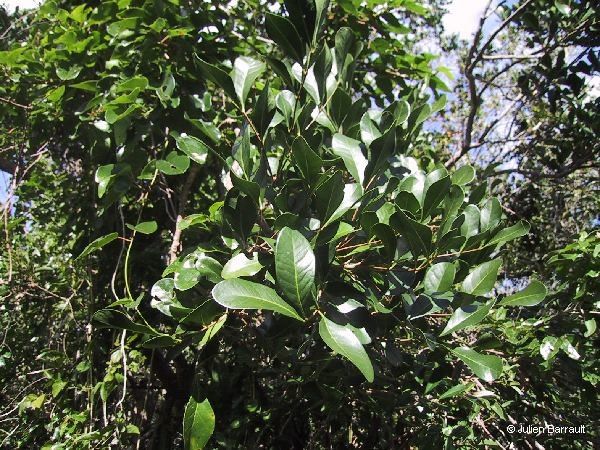 Dysoxylum bijugum habit