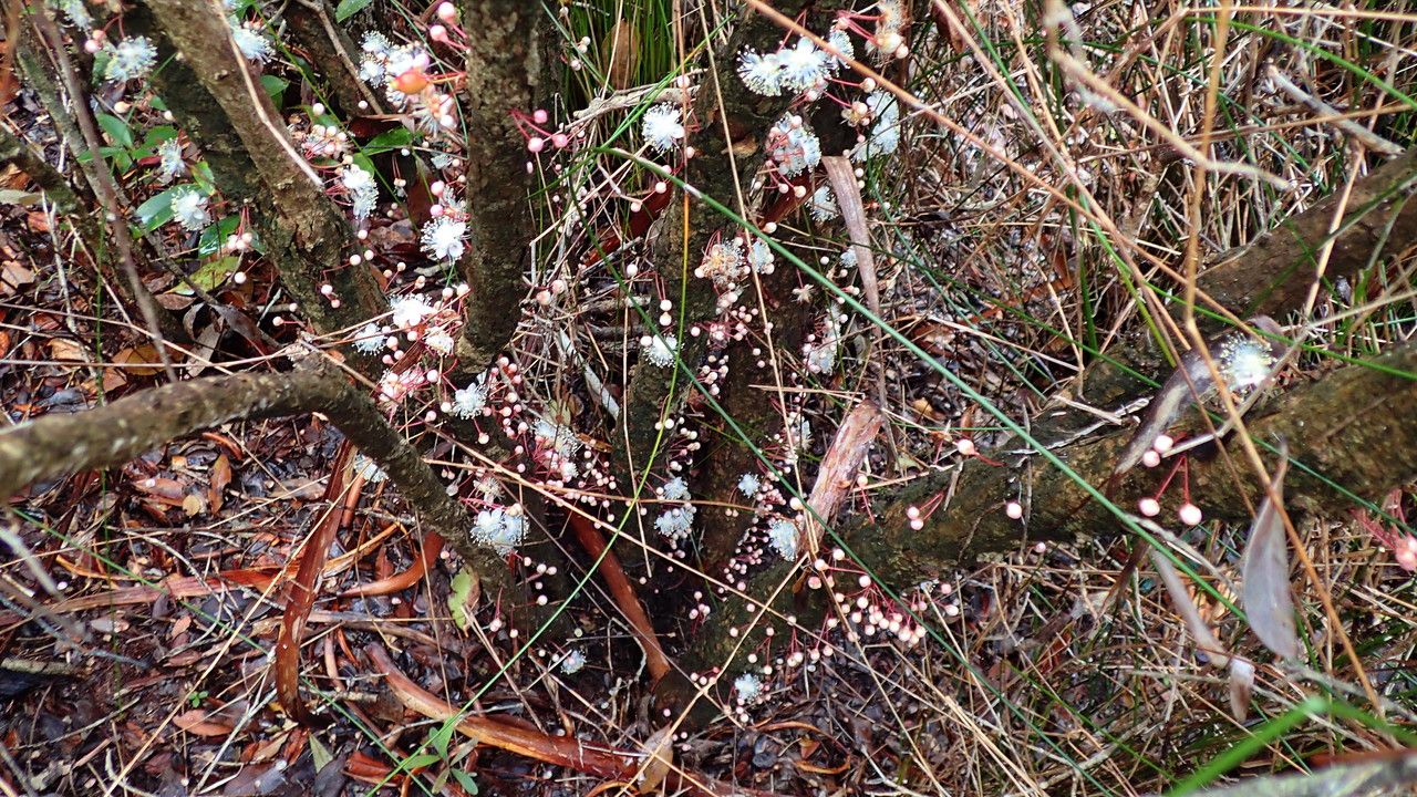 Eugenia brongniartiana flower