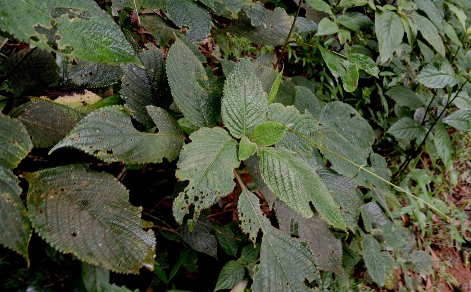 Strobilanthes lupulina — search result for 'Strobilanthes'