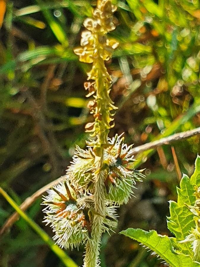 Tragia subsessilis flower