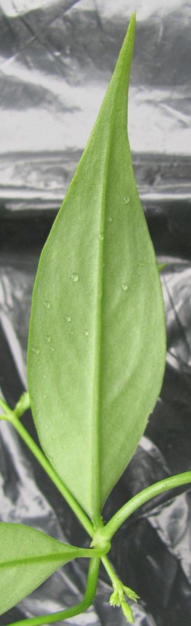 Manettia barbata leaf