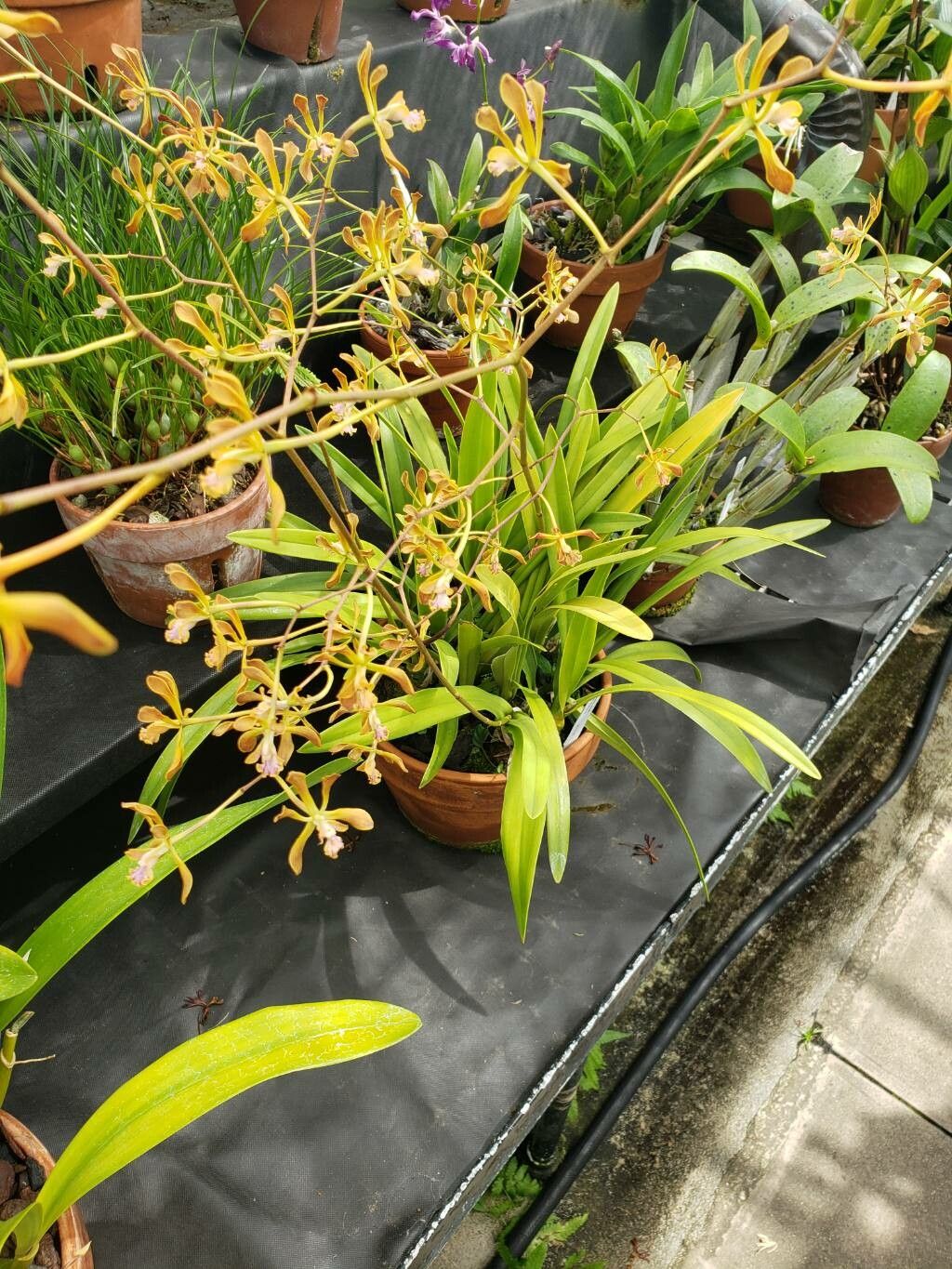 Encyclia plicata habit