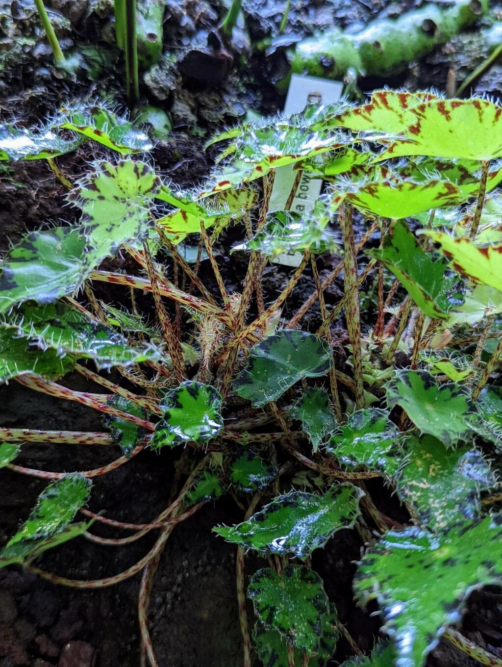 Begonia bowerae habit