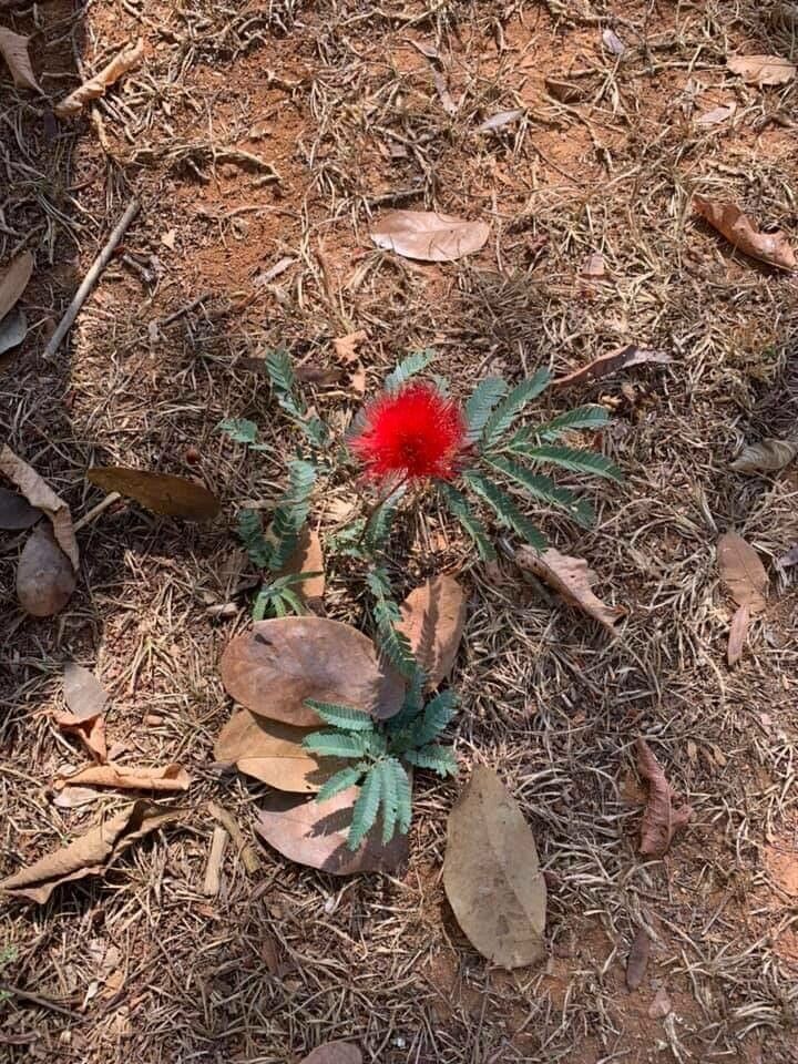 Calliandra dysantha flower
