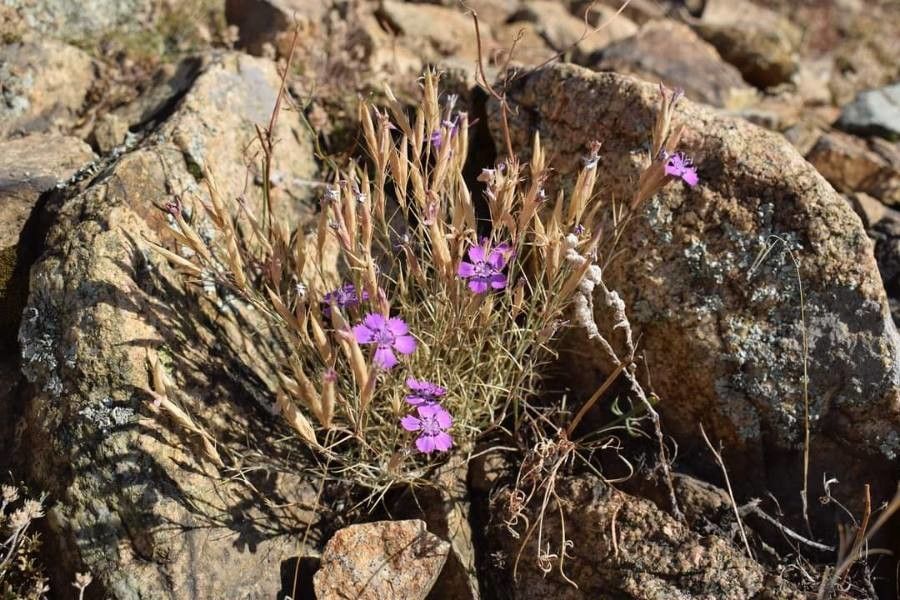Dianthus nardiformis flower