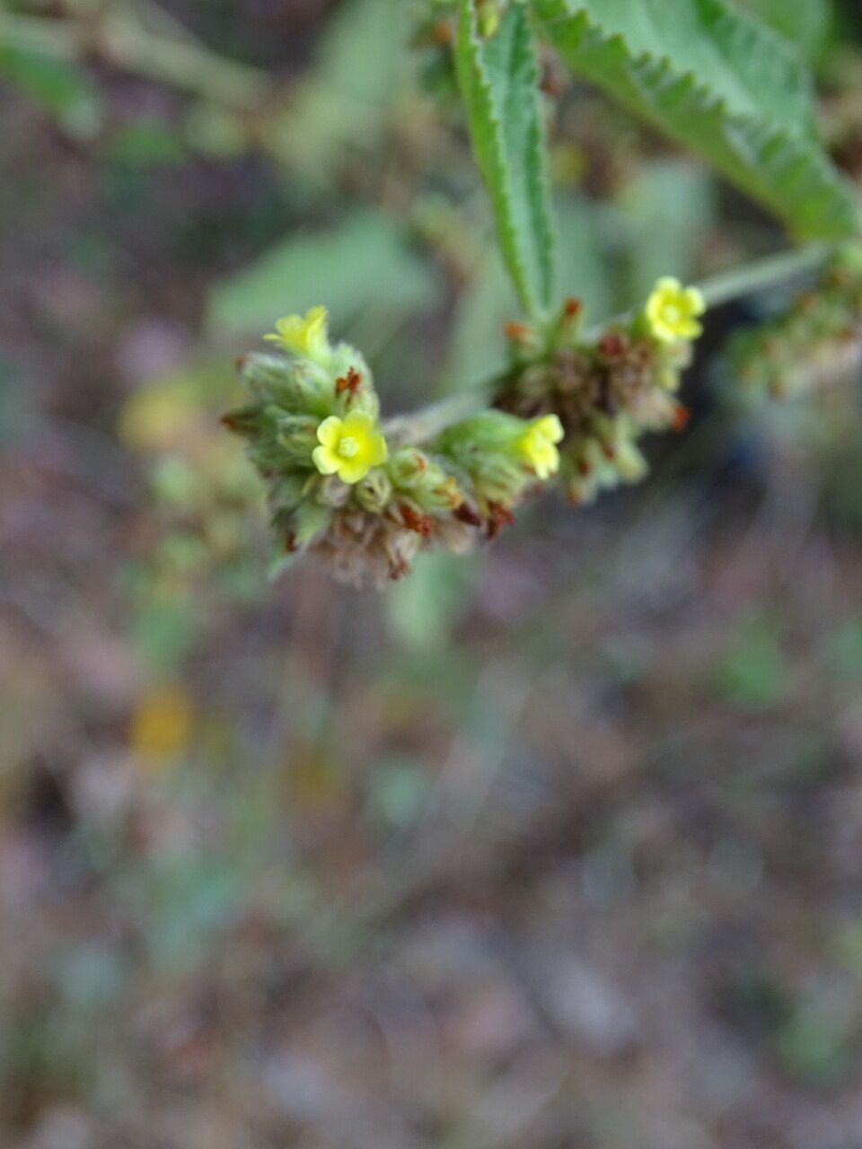 Waltheria indica flower