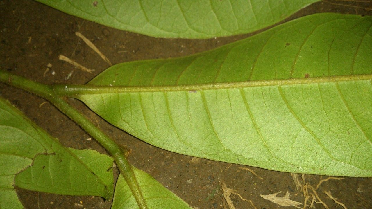 Guatteria aeruginosa — related species from the same genus