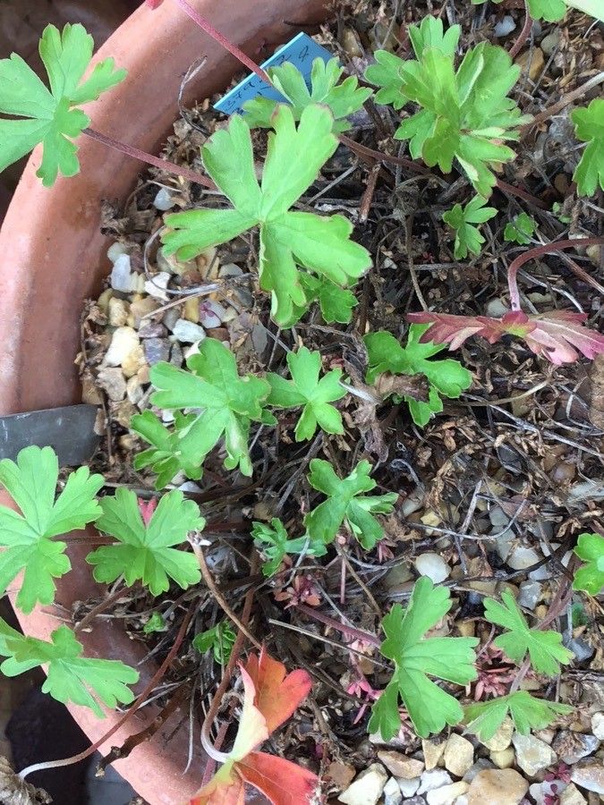 Geranium berteroanum leaf