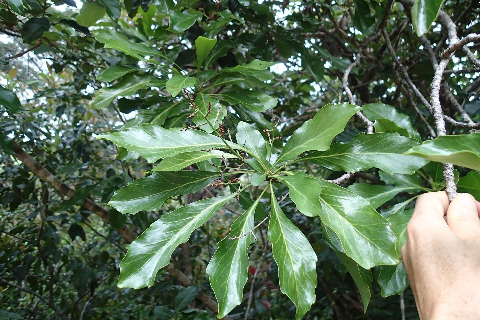 Beauprea neglecta — houseplant care guide