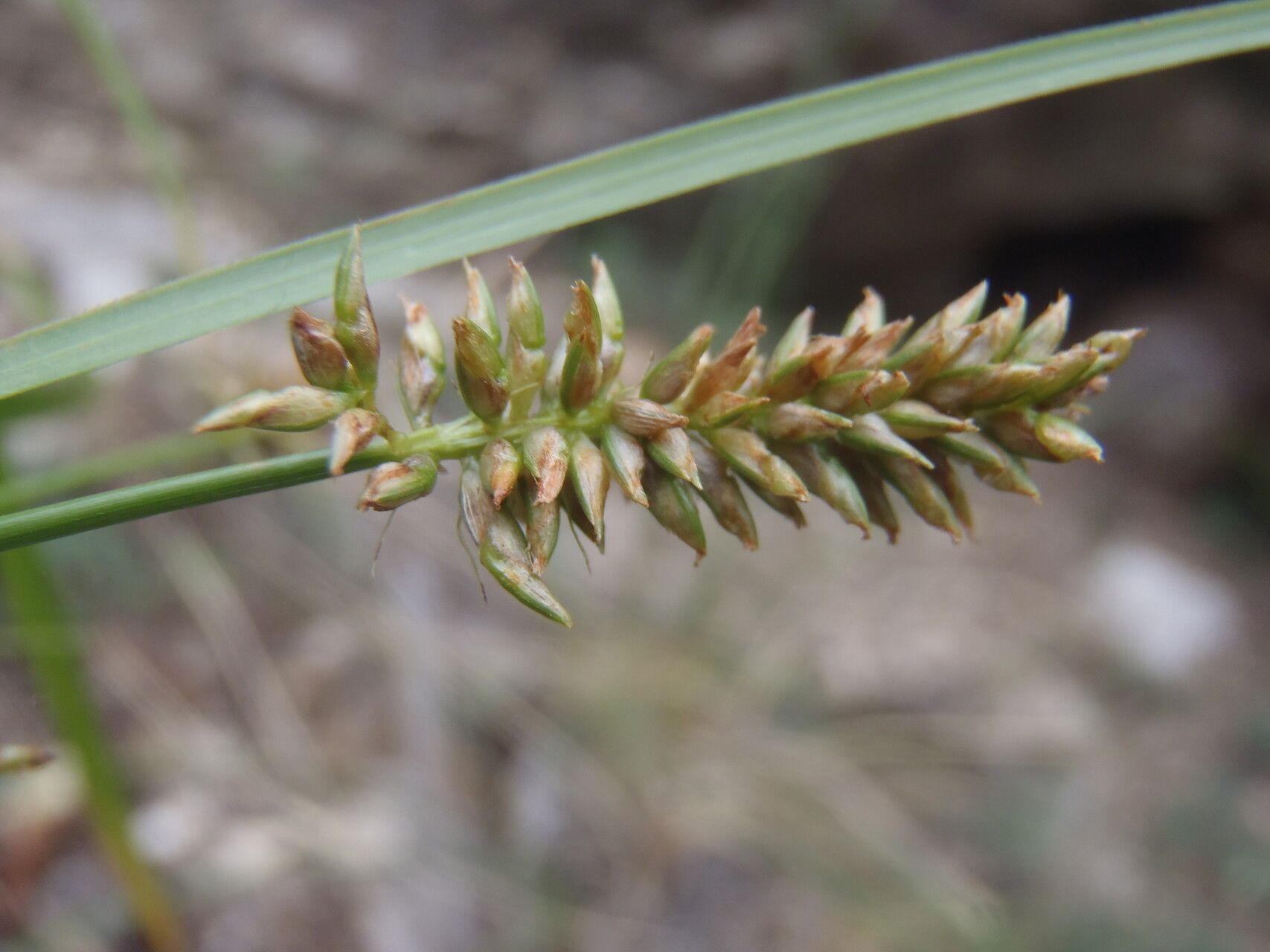 Cyperus mutisii — houseplant care guide