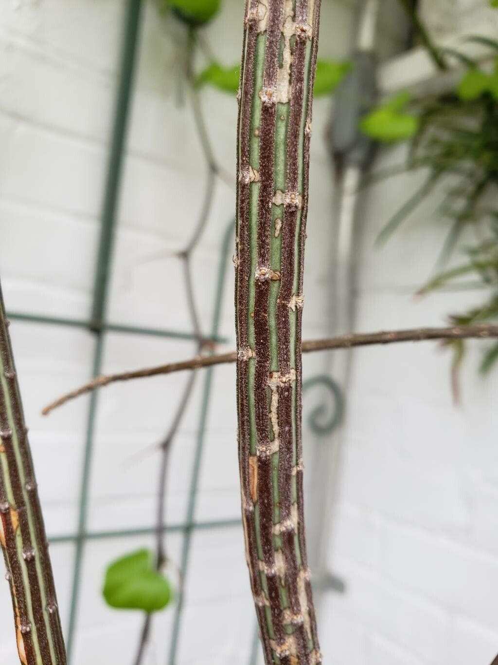 Euphorbia cryptospinosa bark