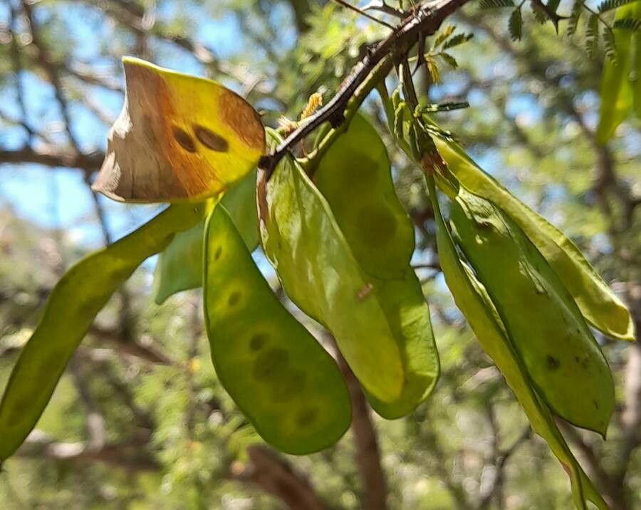 Acacia furcatispina fruit