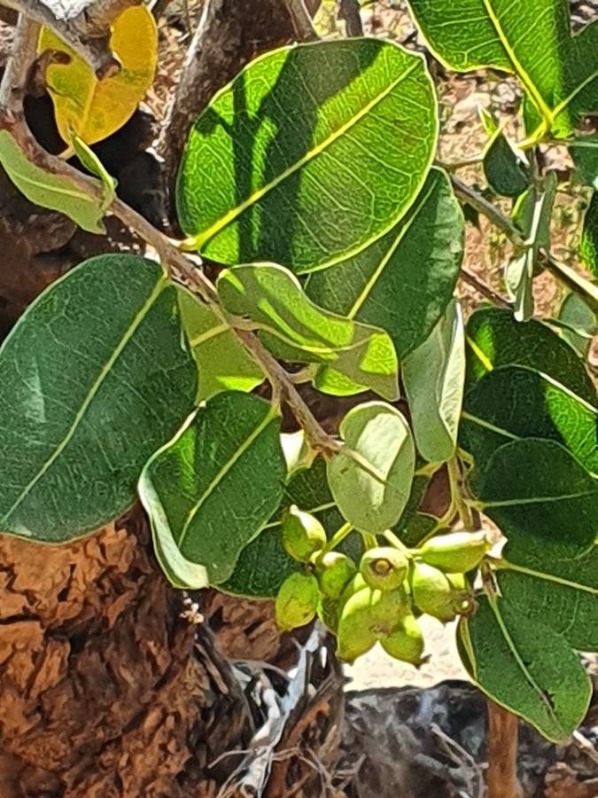 Syzygium guineense fruit