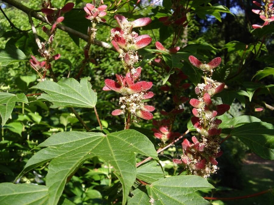 Acer erianthum fruit