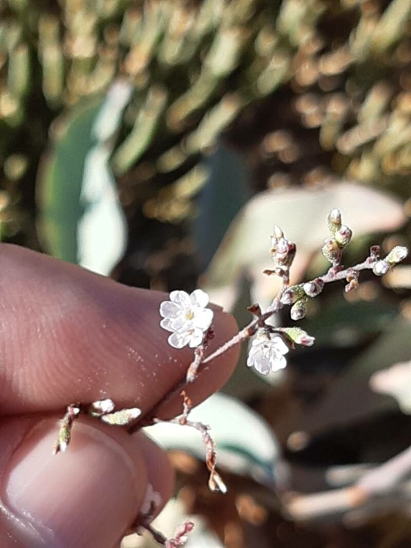 Limonium cossonianum flower