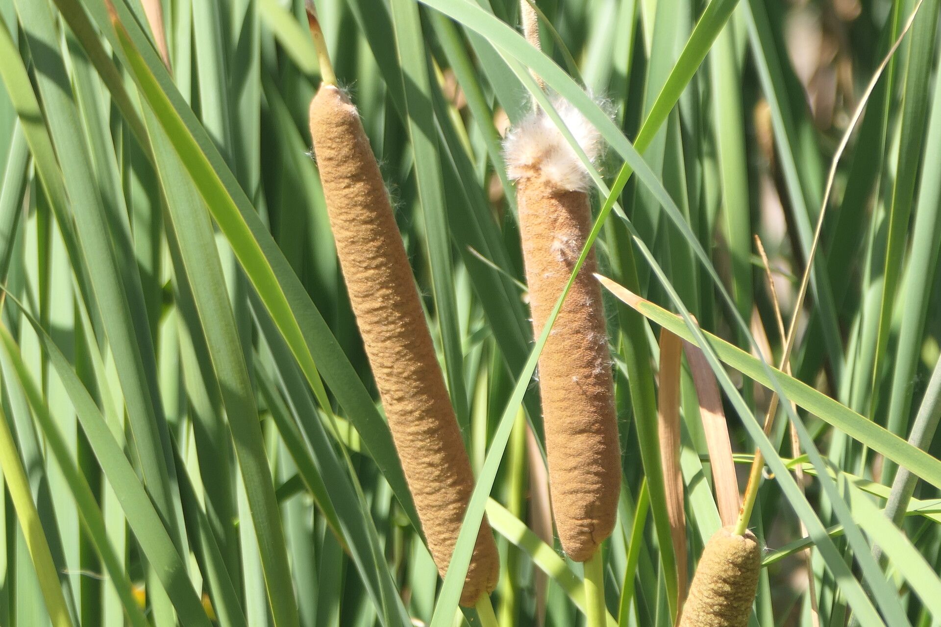 Typha capensis flower
