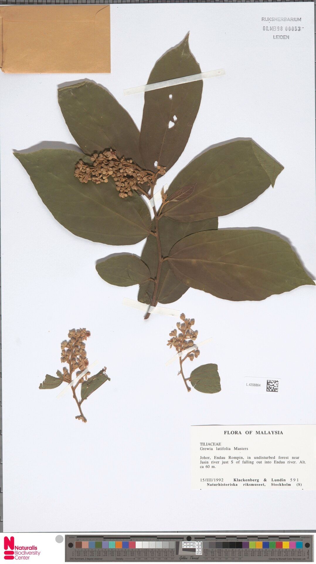 Microcos latifolia — houseplant care guide