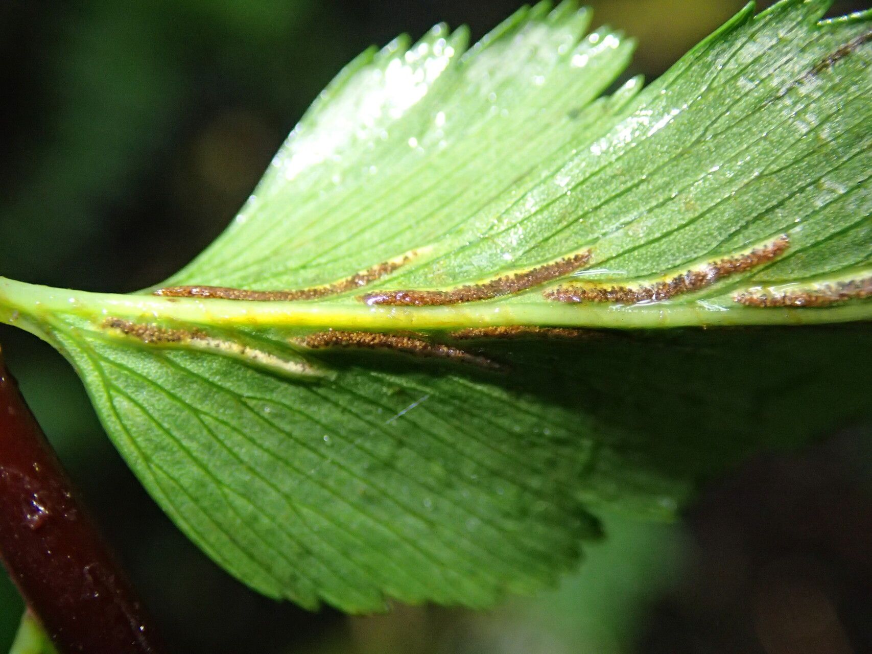 Asplenium friesiorum — houseplant care guide
