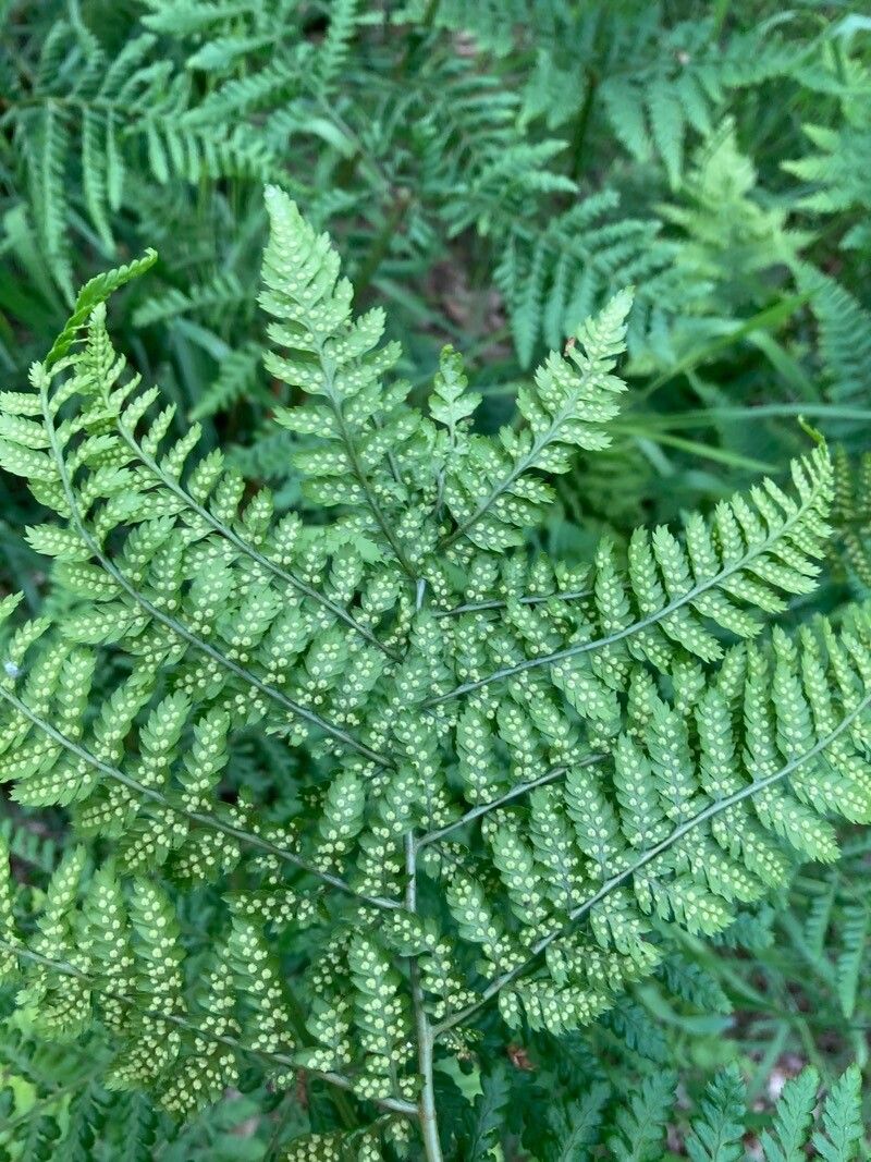 Dryopteris aemula
