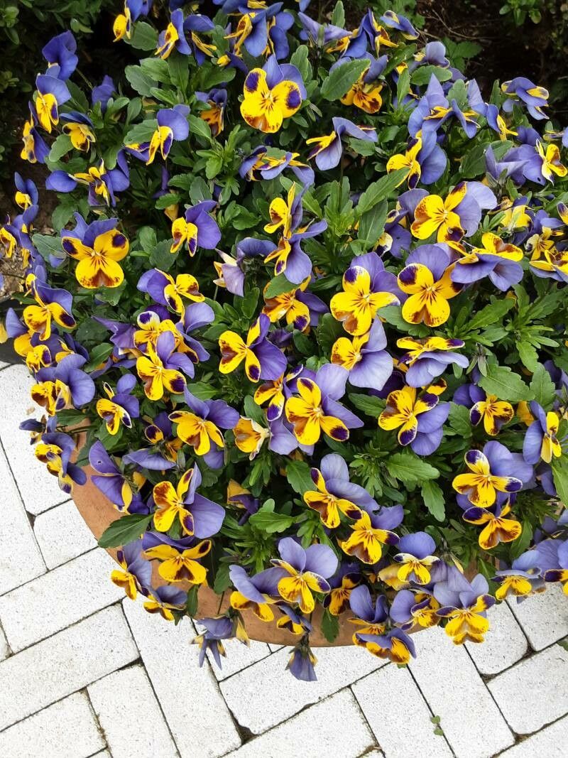 Viola × williamsii bark