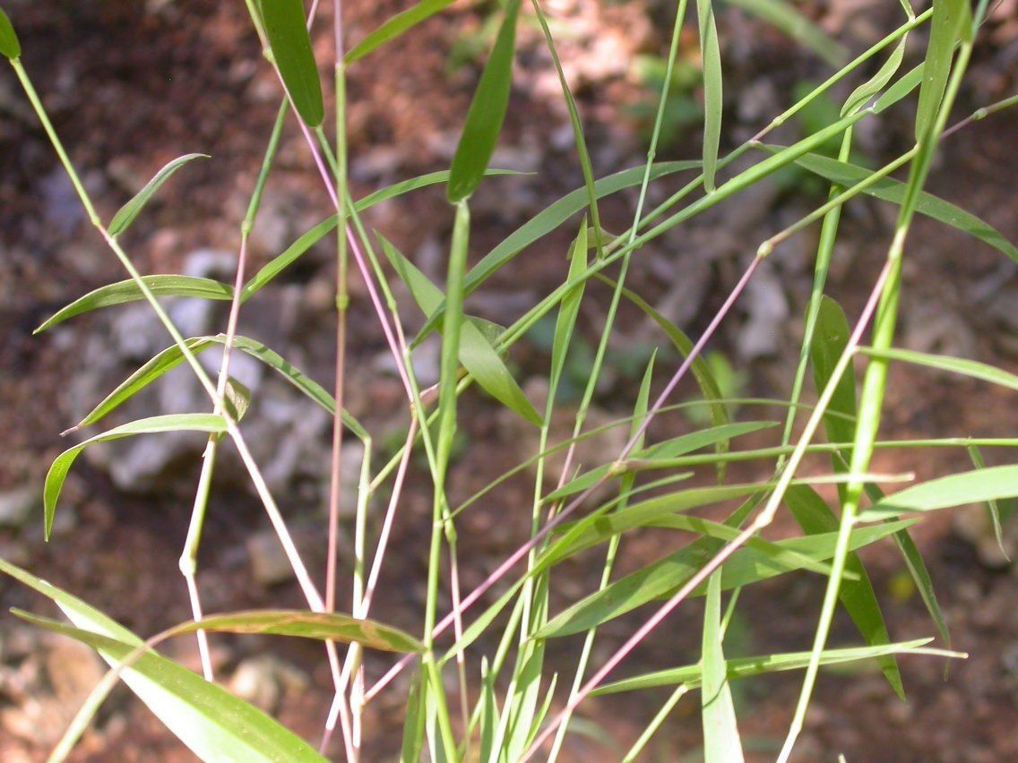 Eriochloa villosa habit
