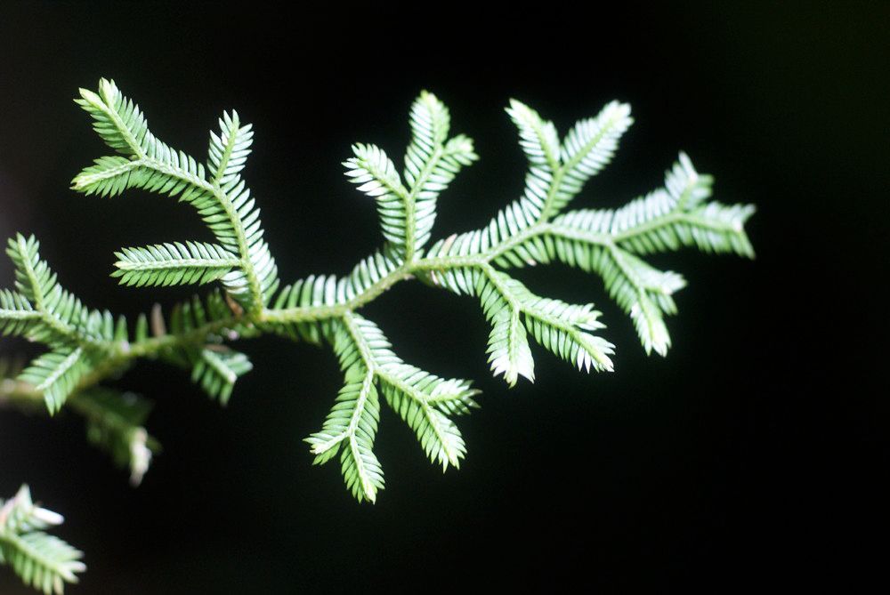 Selaginella viridula leaf