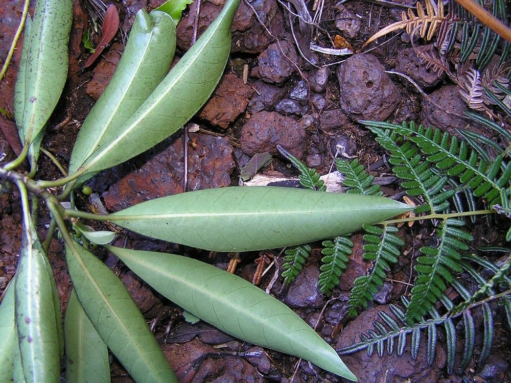 Psychotria belepensis habit