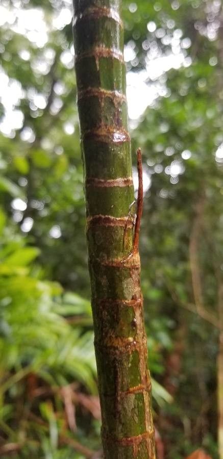 Linospadix monostachyos bark