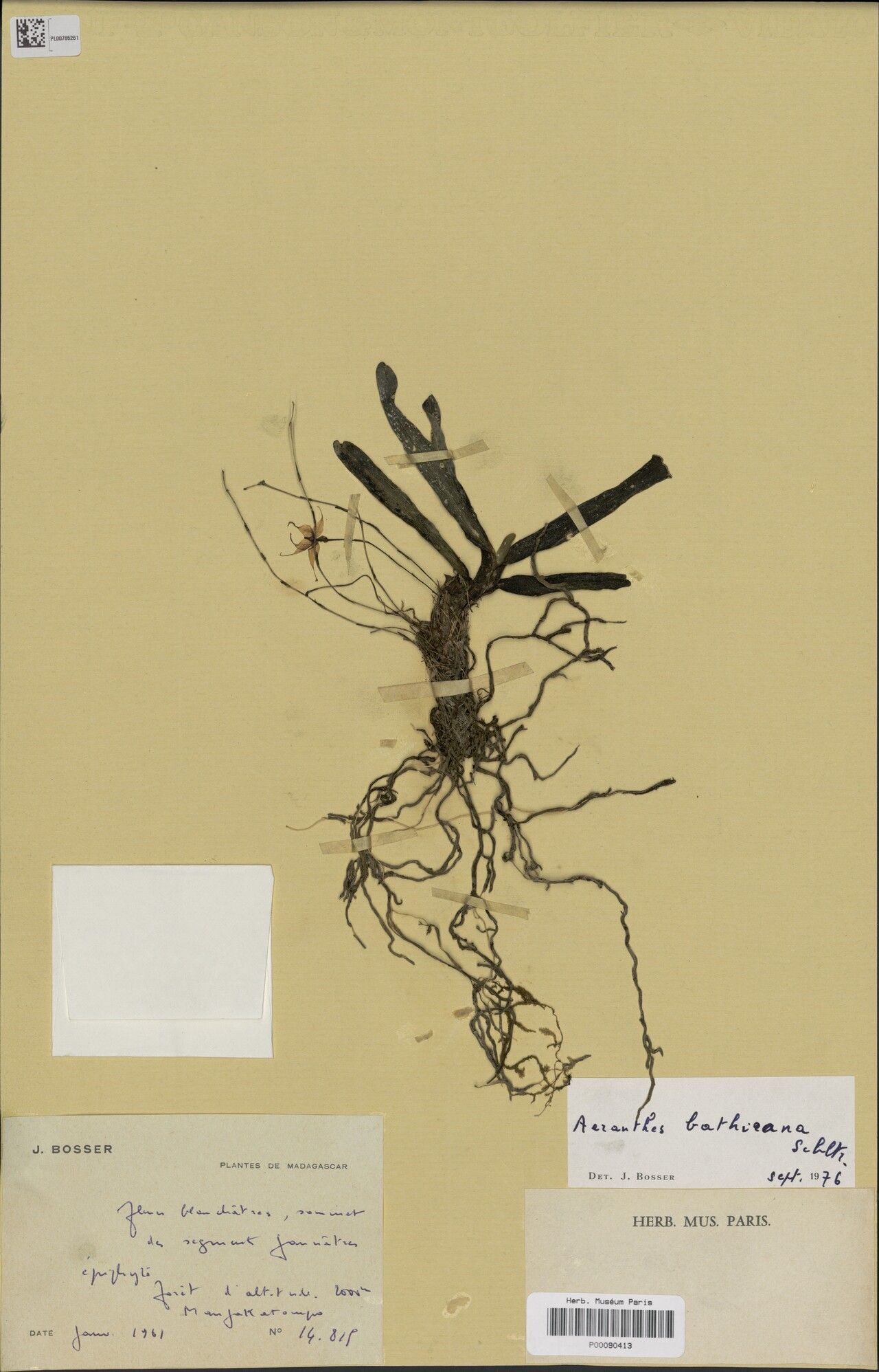 Aeranthes bathieana — houseplant care guide