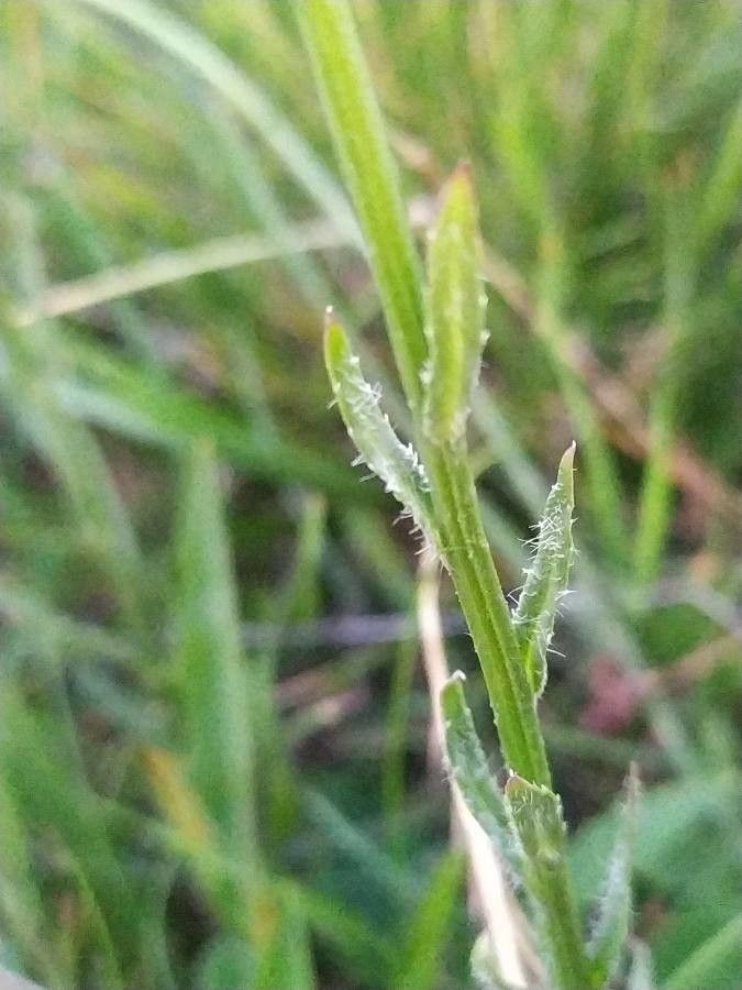 Jasione montana leaf