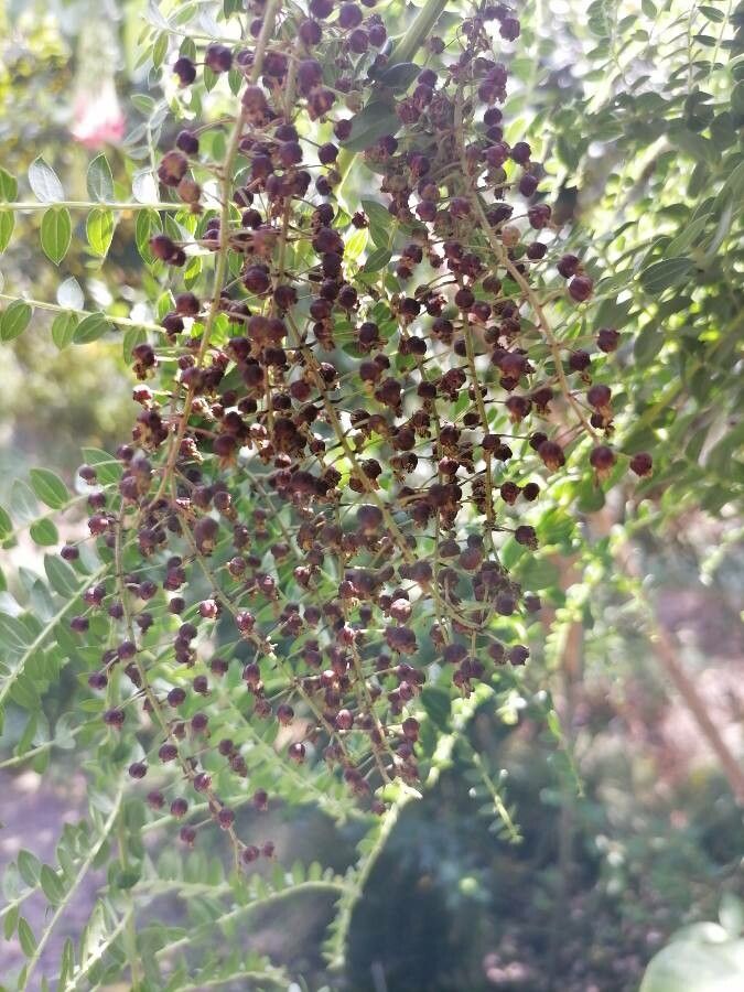 Coriaria terminalis — houseplant care guide