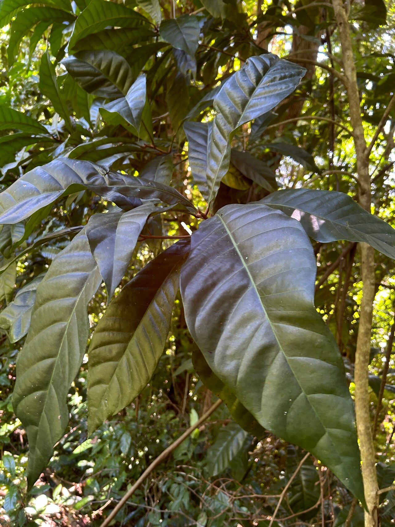 Pouteria multiflora leaf
