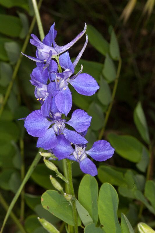 Consolida ajacis flower