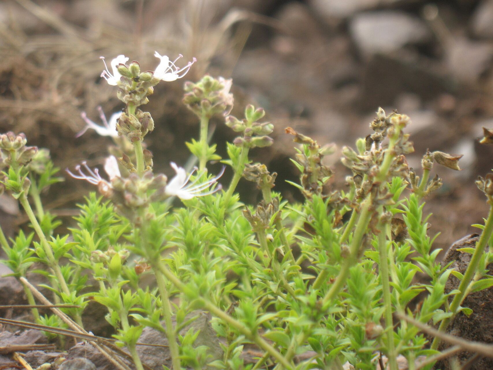 Ocimum ericoides other