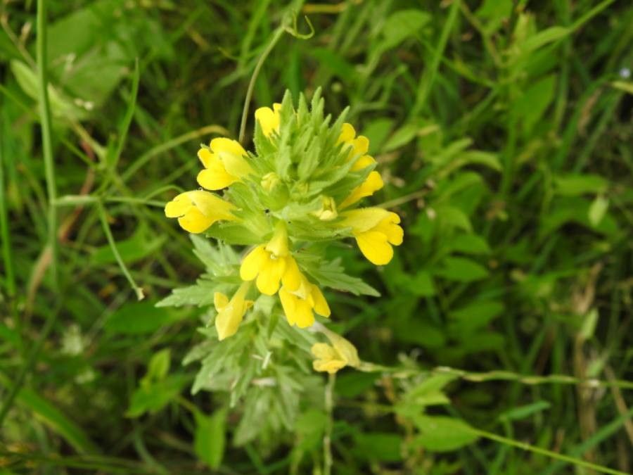Parentucellia viscosa flower