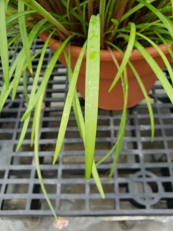 Cyrtanthus sanguineus — houseplant care guide