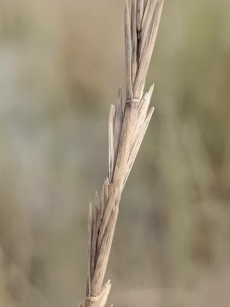 Thinopyrum acutum fruit