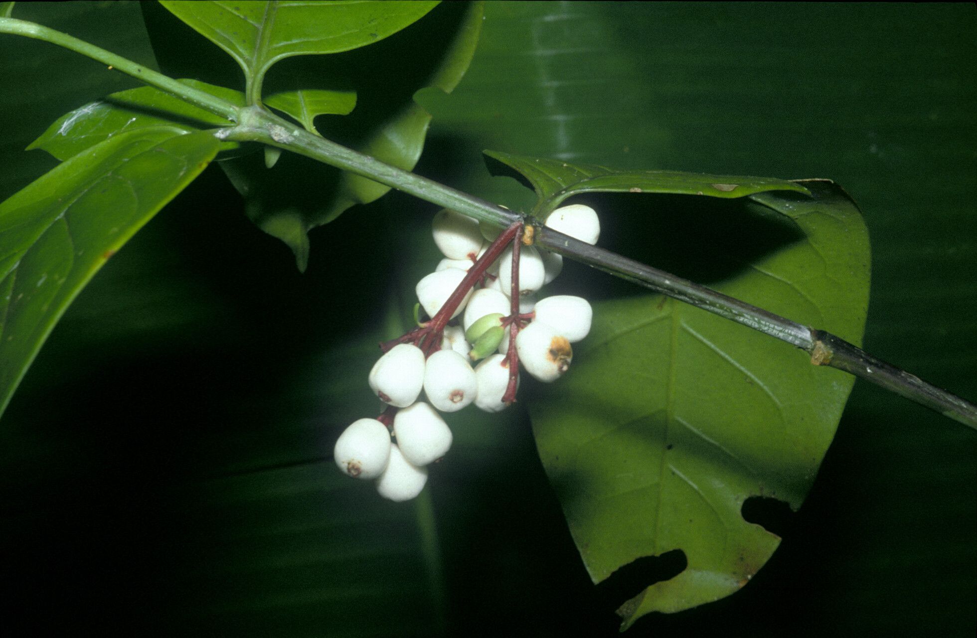 Chiococca nitida — related species from the same genus