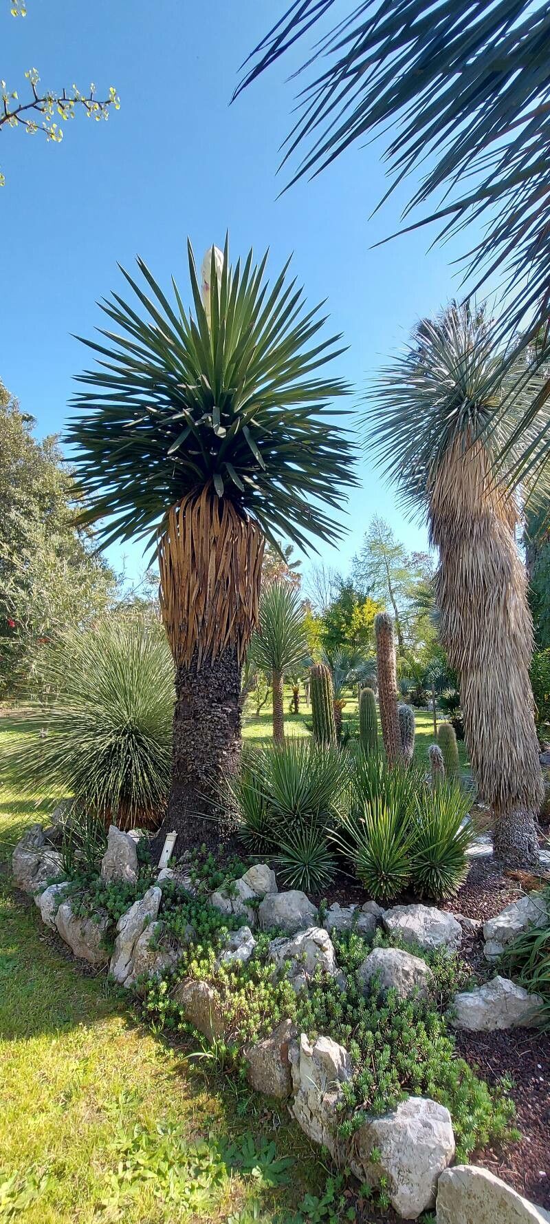 Yucca carnerosana habit