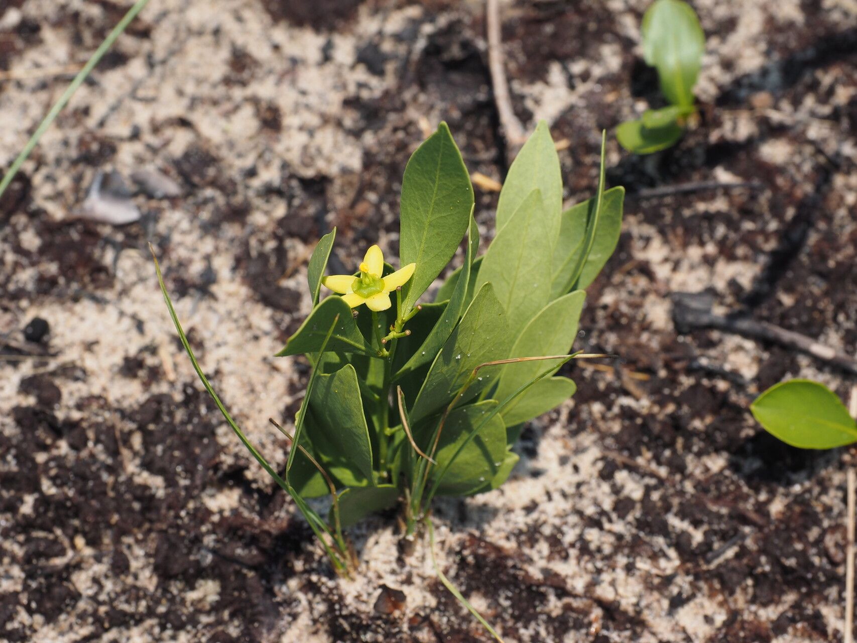 Salacia bussei — houseplant care guide