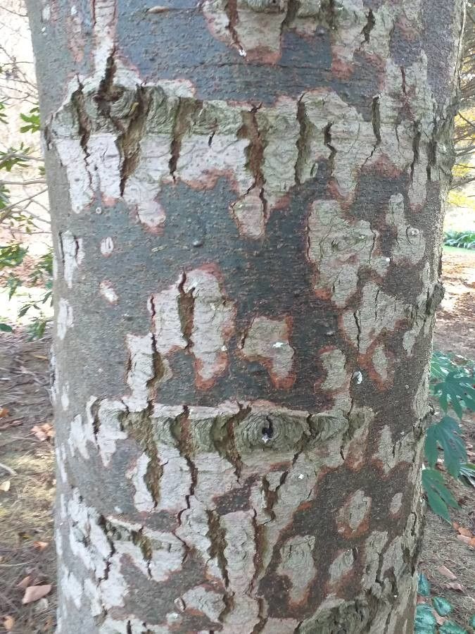 Abies durangensis bark