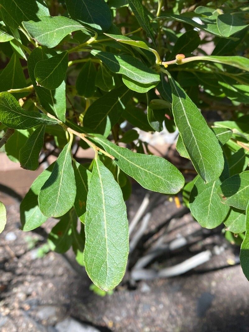 Salix scouleriana leaf