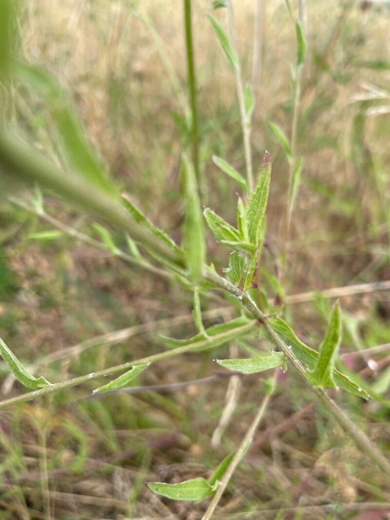 Centaurea decipiens leaf